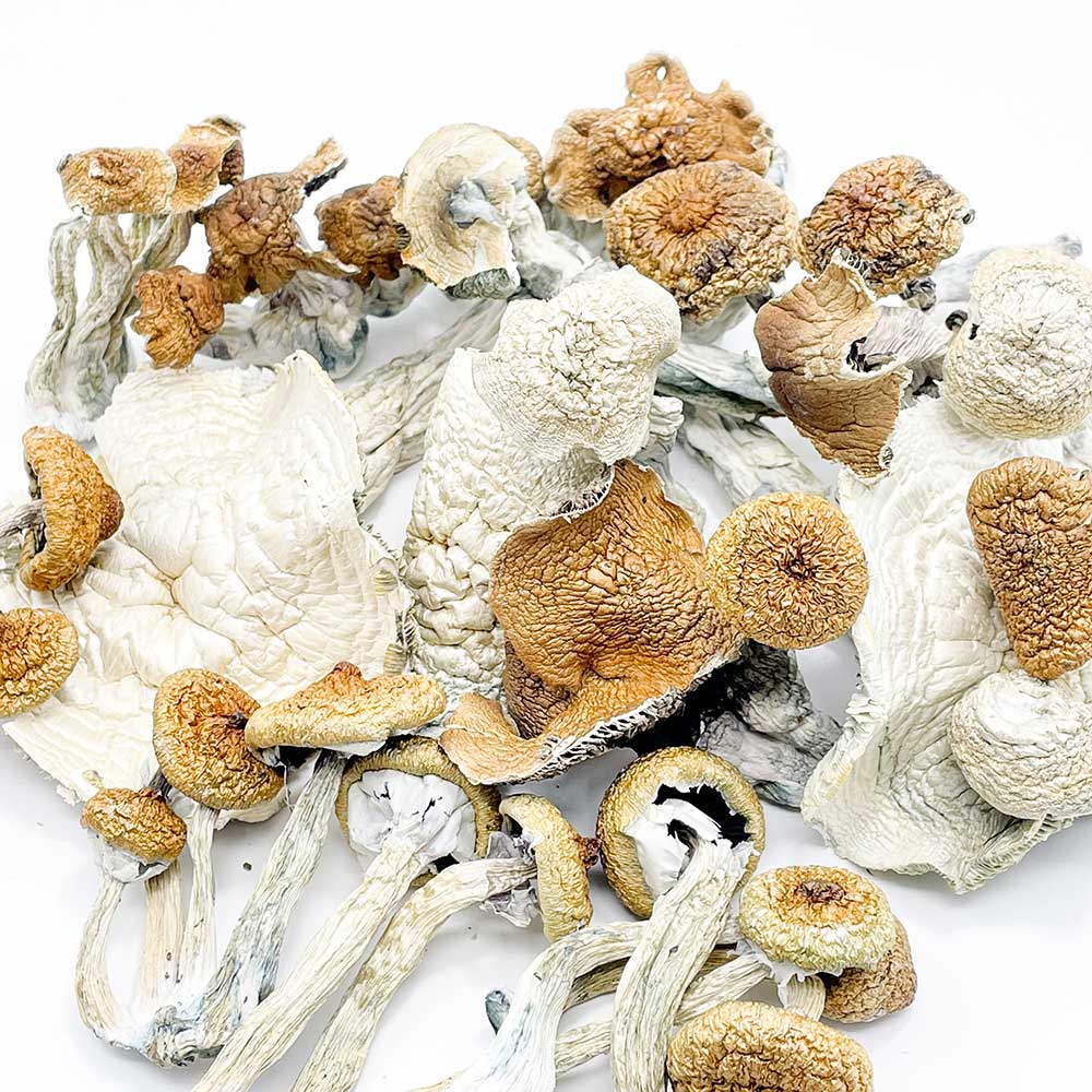 bulk mushroms in Texas